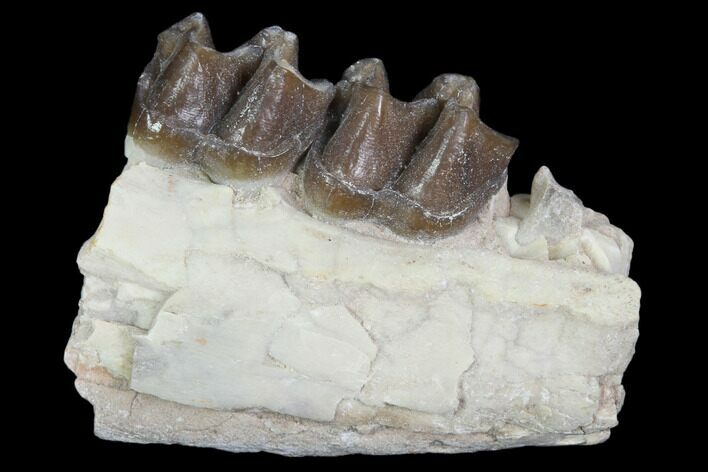 Oligocene Horse (Mesohippus) Jaw Section #101855